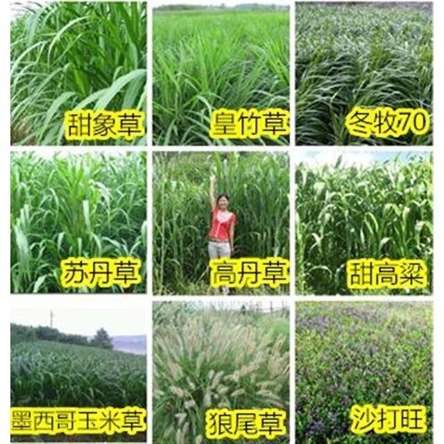 热卖沙打旺籽牧草种子多年生黑麦草四季墨西哥优12玉米苏丹高丹草