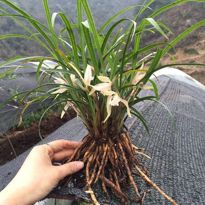 贵州带花苞兰花贵州春兰浓香兰花中矮型立叶精品兰花