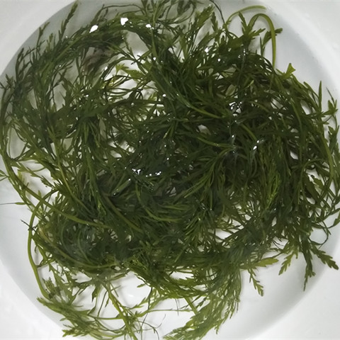 新鮮鹽漬馬尾藻草鞭炮筍海草海帶長壽菜螺旋藻涼拌火鍋酒店食材